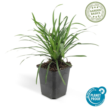 Liriope muscari 'Big Blue' – 24 Pflanzen – Immergrüner Bodendecker – 9cm – ↕10-25cm – Mit violetten Blütenrispen – Pflegeleicht & winterhart