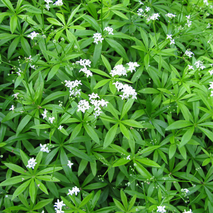 Waldmeister Galium odoratum – 48 Pflanzen – 10-25cm – Ø9cm – Duftender Bodendecker für Schatten & Halbschatten