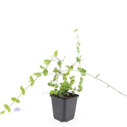 Vinca minor 'Blue and Gold' – 48 Pflanzen – Immergrüner Bodendecker – Blau-lila Blüten – Goldgelbe Blätter – 10–25 cm – Ø9 cm – Schattentolerant & pflegeleicht