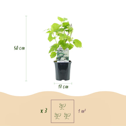 Rispenhortensie - Hydrangea arborescens Annabelle - Blüte Weiß - Große Blüten - 17cm Höhe 50cm - Winterhart & pflegeleicht für Beet & Kübel