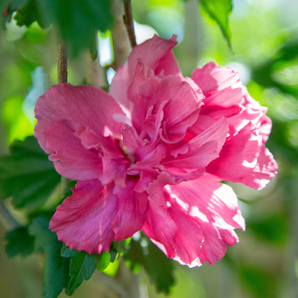 Hibiscus syriacus Magenta Chiffon – Blühende Stamm-Pflanze mit magentafarbenen Blüten – Laubabwerfend & pflegeleicht – Topf Ø19 cm – Höhe ca. 90 cm – Für Terrasse & Balkon