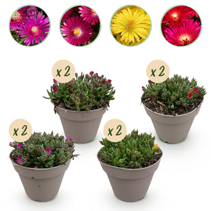Bodendecker Delosperma Mix – 8 winterharte Pflanzen Ø14cm – Farben Rot, Gelb, Lila & Rosa – Pflegeleicht & trockenheitsresistent – Ideal für Garten, Beet, Balkon & Terrasse