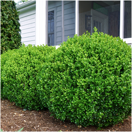 Buchsbaum – Buxus NewGen Freedom – 72 Pflanzen – Ø7 cm – ca. 15 cm hoch – winterhart & pilzresistent – ideal für große Hecken & Formschnitt