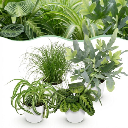 Zimmerpflanzen Mix – Chlorophytum Cyperus Phlebodium Maranta – 4er Set im weißen Topf Ø12cm Höhe25cm – Haustierfreundliche Grünpflanzen
