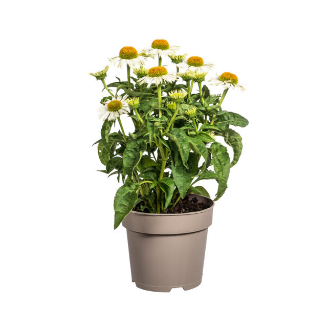Echinacea purpurea White – Sonnenhut mit weißen Blüten – Ø 19 cm – Höhe 60-70 cm – Staudenpflanze – Für Beet & Staudenrabatten – Sonnenliebend & pflegeleicht