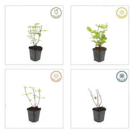 Hypericum inodorum 'Beauty' – 24 Pflanzen – ↕10-25cm – Ø9cm – Johanniskraut-Strauch – Goldgelbe Sommerblüten – Winterhart & pflegeleicht – Für Sonne & Halbschatten