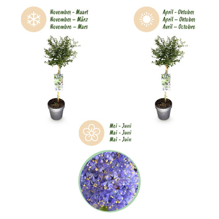 Kalifornischer Flieder Ceanothus thyrsiflorus Repens Ø19cm Höhe90cm – Immergrüner Zierstrauch mit blau – lila Blüten