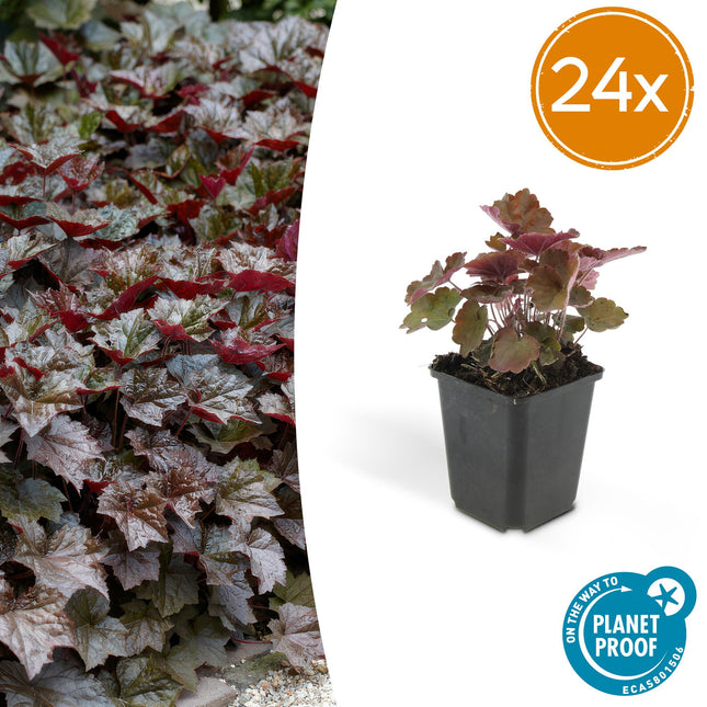 Heuchera ‘Palace Purple’ – Bodendecker Ø9cm – Höhe 10-25cm – Dunkel-purpurrote Blätter – Weiße Blüten – Schattengarten-Pflanze – 24 Pflanzen