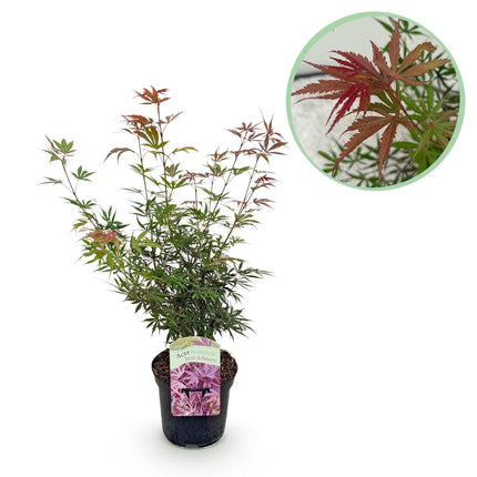 Japanischer Ahorn Acer palmatum 'Jerre Schwartz' – Dunkelrot – Balkon- & Gartenpflanze – Ø19 cm – Ca. 70 cm hoch – Kompakter Zierahorn mit elegantem Farbspiel