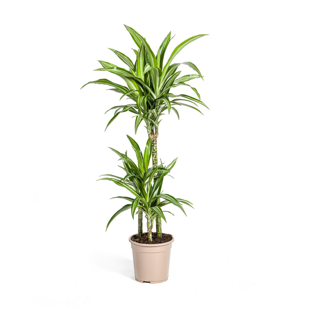 Drachenbaum – Dracaena Deremensis White Stripe – Zimmerpflanze – Ø21cm – ↕90–110cm – Pflegeleichte Grünpflanze mit dekorativen Blättern – Ideal für Wohnzimmer, Büro & Flur