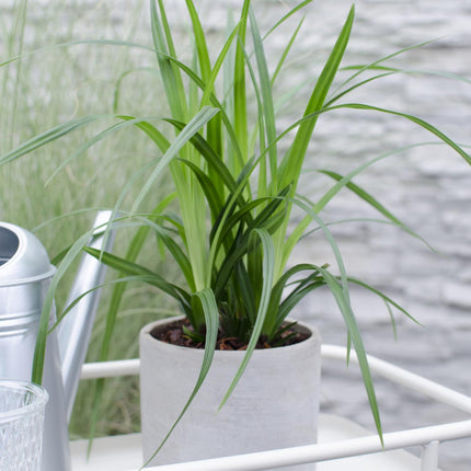 Carex morrowii 'Irish Green' - Immergrünes Ziergras - Ø19cm ↕40cm - Robuste Gartenpflanze für Sonne & Schatten