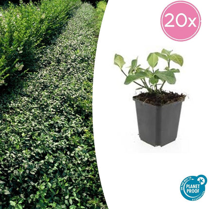 Spindelstrauch Euonymus fortunei 'Dart's Blanket' – ↕10-25cm – Ø9cm – 20 Pflanzen – Bodendecker – Schattentauglich – Winterhart – Pflegeleicht