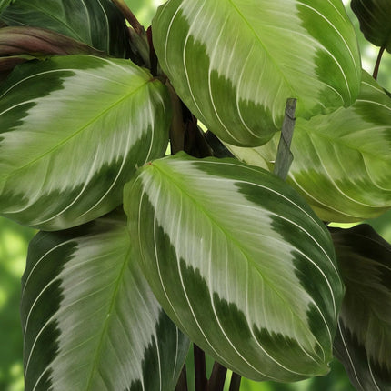Maranta Fascinator Silverband 2er Set Pflanzen Mit Grauem Topf Ø12cm Höhe ca.25cm Gebetspflanze Grün Haustierfreundlich Pflegeleicht Für Zimmer