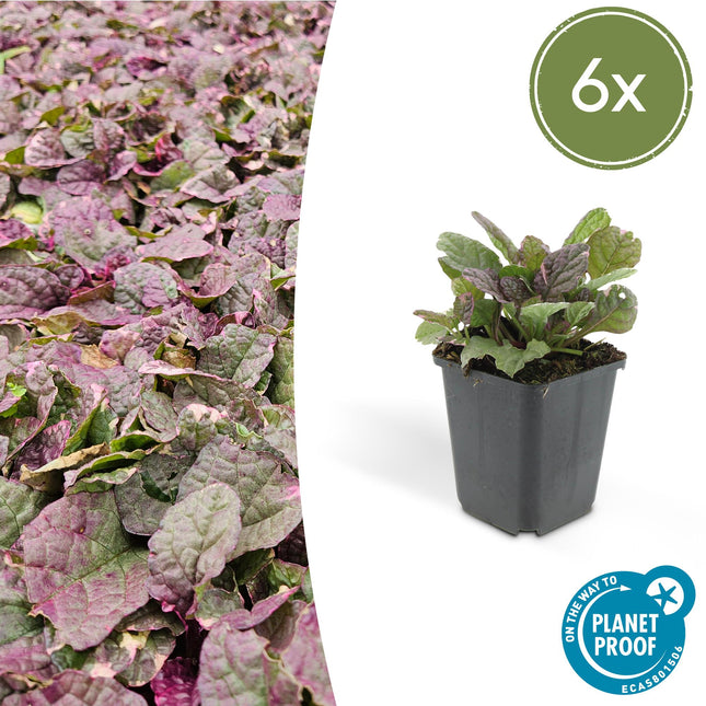 Kriechender Günsel Ajuga reptans 'Burgundy Glow' – ↕10-25cm – Ø9cm – 6 Pflanzen – Bodendecker – Halbschatten & Schatten – Pflegeleicht