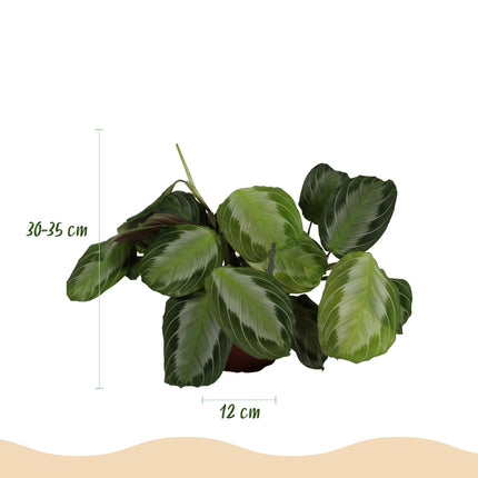 Maranta Fascinator Silverband Gebetspflanze – Haustierfreundliche Zimmerpflanze 12cm – Höhe ca.25cm