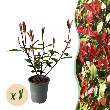 Glanzmispel Photinia fraseri Carre Rouge – Immergrüne Heckenpflanzen – 8 Pflanzen – 1 m – 9 cm Höhe 30–35 cm – Rote & grüne Blätter – Pflegeleicht