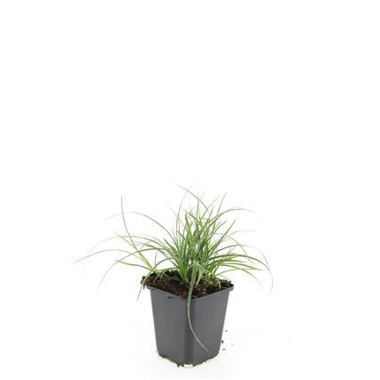Luzula nivea – Schneegarben – 48 Pflanzen – Immergrüner Bodendecker – Ø9cm x ↕10-25cm – Für Schatten & Halbschatten – Pflegeleicht & winterhart