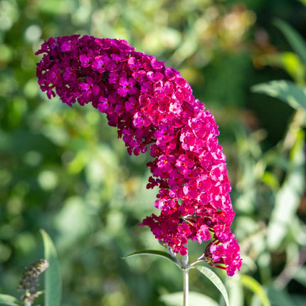 Schmetterlingsstrauch Buddleja davidii Royal Red – Rote Blüten – Laubabwerfend – Schmetterlingsfreundlich – 17 cm Höhe 25 cm