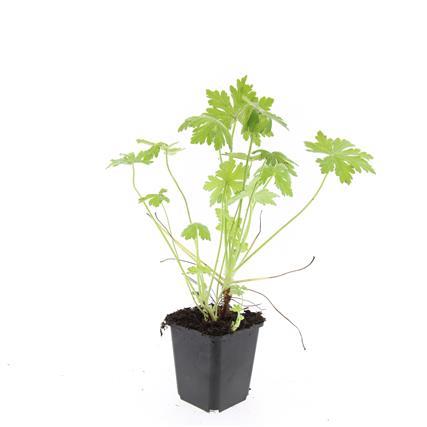 Geranium macrorrhizum – Bodendecker – 24 Pflanzen – Ø9cm – ↕10–25cm – Duftend & winterhart – Schnell wachsend – Für Schatten & Sonne