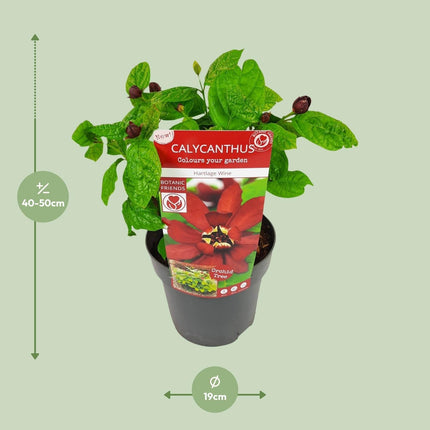Sinocalycanthus Hartlage Wine – Ø19cm – ca.30-50cm hoch – Carolina Allspice – Duftender Zierstrauch mit rot – violetten Blüten – Garten & Kübelpflanze