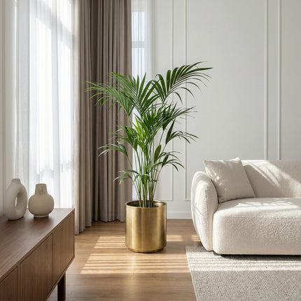Howea Forsteriana – Kentia – Palme – 140-150cm – Ø24cm – Pflegeleichte Zimmerpalme mit gefiederten Blättern – Tropische Grünpflanze für Innenräume
