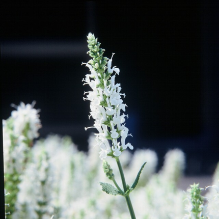 Salvia nemorosa Schneehügel – 6 Pflanzen – Ø9cm – Höhe 10-25cm – Steppensalbei – Hellblaue Blütenähren – Bienenfreundlich für Beet & Steingarten