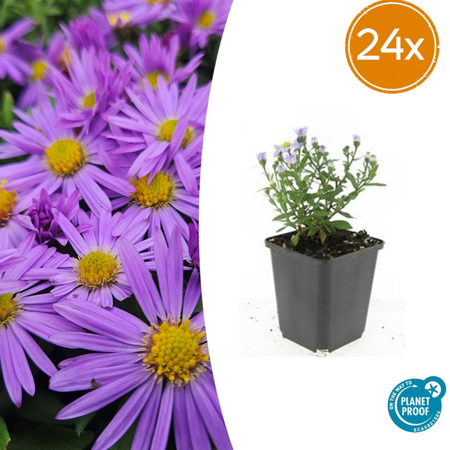 Aster (D) 'Prof. Anton Kippenberg' – lila Herbstblüte – 24 Pflanzen – bienenfreundlich – pflegeleicht – Schnittblume – Ø9cm – ↕10-25cm