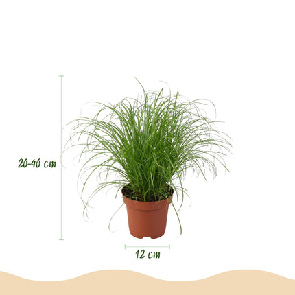Zimmerpflanzen Mix – Chlorophytum Cyperus Phlebodium Maranta – 4er Set im weißen Topf Ø12cm Höhe25cm – Haustierfreundliche Grünpflanzen