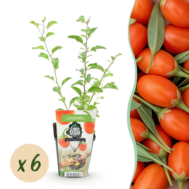 Goji – Beeren Pflanzen Lycium barbarum winterhart 6 Pflanzen Ø9cm Höhe30cm – Orange – rote Früchte – Nährstoffreiche Goji – Beere für Garten & Balkon