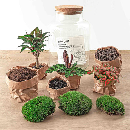Flaschengarten DIY Bausatz – Terrarium Milky Palme – Ø21cm x 30cm – Selbstbewässerndes Mini-Ökosystem – Inklusive Anleitung – Perfekt für Zuhause & Büro