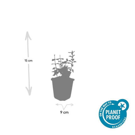 Kriechspindel – Euonymus fortunei 'Harlequin' – ↕10-25 cm – Ø9 cm – 6 Pflanzen – Bodendecker – Buntlaub – Sonne & Schatten – Pflegeleicht – Winterhart
