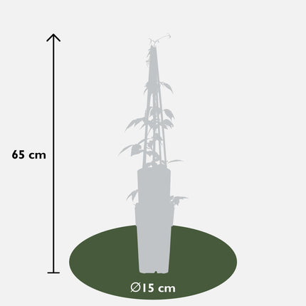 Waldrebe - Clematis Montana 'Grandiflora' – 4 Pflanzen - Winterharte Kletterpflanze mit weißen, duftenden Blüten – Ø15 cm – Ca. 65 cm hoch – Perfekt für Pergolen, Zäune & Wände