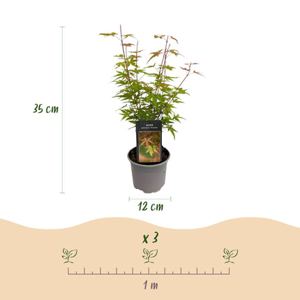 Ahorn Acer palmatum Phoenix – 12cm – Höhe ca. 35cm – Rosa Austrieb & rote Blüte