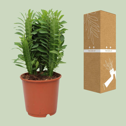 Euphorbia Trigona – Wolfsmilch – Zimmerpflanze – Ø12cm – ↕40cm – Sukkulente – Pflegeleicht & robust – Für hellen Halbschatten
