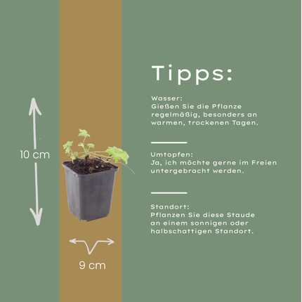 Geranium macrorrhizum White Ness – 60 Pflanzen – Ø9cm – Höhe 10-25cm