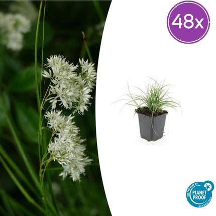 Luzula nivea – Schneegarben – 48 Pflanzen – Immergrüner Bodendecker – Ø9cm x ↕10-25cm – Für Schatten & Halbschatten – Pflegeleicht & winterhart