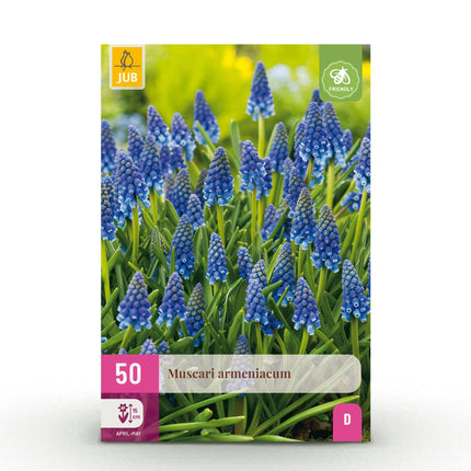 Blumenzwiebeln Muscari Armeniacum – 50 Blumenzwiebeln – Blaue Traubenhyazinthen – Frühblüher für Beet, Balkon & Terrasse – Pflegeleicht & Bienenfreundlich
