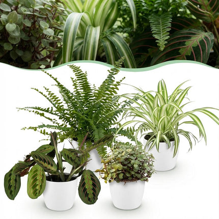 Zimmerpflanzen Mix Set – Chlorophytum Maranta Calissia Nephrolepsis – 4er Set im weißen Topf Ø12cm Höhe25cm – Haustierfreundliche Grünpflanzen