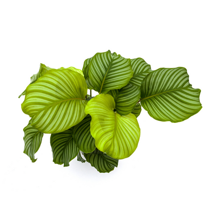 Korbmarante Calathea Orbifolia – Zimmerpflanze – Ø27cm – ↕70-90cm – große dekorative Blätter – pflegeleicht & tropisches Flair