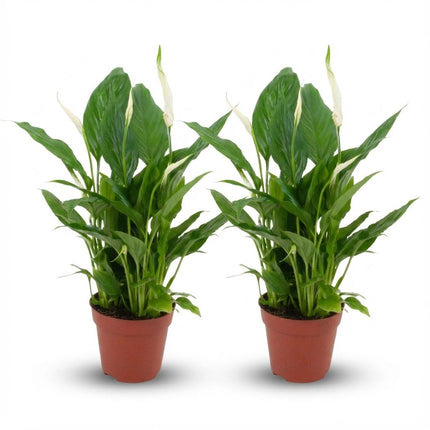 Spathiphyllum Einblatt – 2 Pflanzen – Ø12cm – Höhe 35-40cm – Luftreinigende Zimmerpflanze – Weiße Blüten – Ideal für Wohnraum & Büro