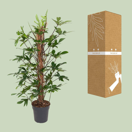 Baumfreund – Philodendron Pedatum – Zimmerpflanze – Ø24 cm – ↕120 cm – Pflegeleicht – Halbschatten – Üppiges grünes Laub