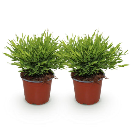Bambus Pogonatherum Monica – 2 Pflanzen Set – Ø12cm Höhe 30-35cm – Bambusgras Zimmerpflanze mit feinem Blattwerk – Haustierfreundliche Grünpflanze