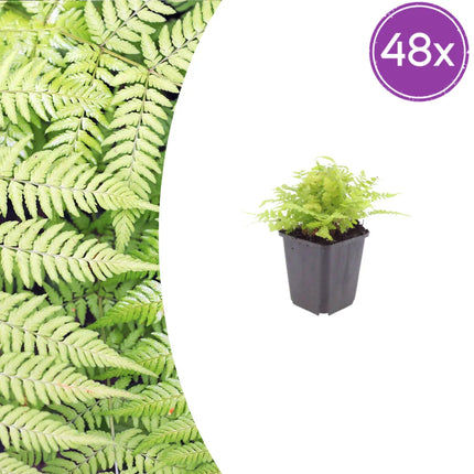 Dryopteris filix-mas – 48 Pflanzen Männerfarn Wurmfarn – 10-25cm – Ø9cm – Winterharter Gartenfarn für Schatten & Halbschatten – Zierfarn für Unterpflanzung