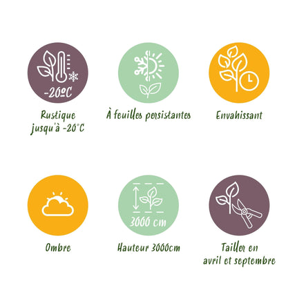 Kletterpflanze Hedera helix – Immergrün – Grüne Blätter – 11 cm x H40 cm – Pflegeleicht – Für Garten, Balkon & Innenräume