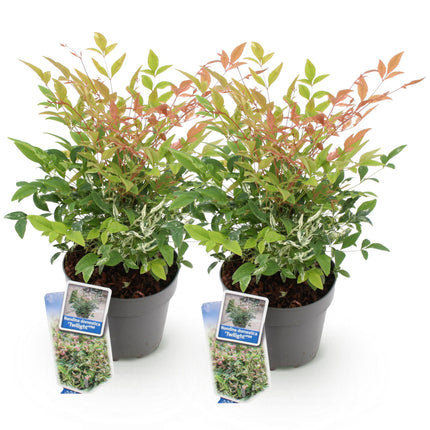 Nandina domestica Twilight – 2 Pflanzen – 17cm – Höhe ca. 45cm – Immergrüner Heiliger Bambus mit buntem Laub & roter Herbstfärbung