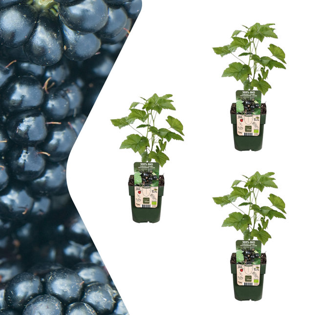 Bio Brombeere Rubus fruticosus – Biologische Brombeersträucher – Ø13cm – ↕20cm – 3 Pflanzen – Frostbeständig & Reichtragend
