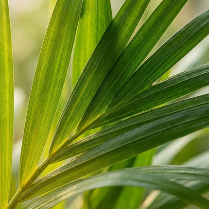 Areca Palme Areca Dypsis Lutescens Ø12cm Höhe40cm – Goldfruchtpalme mit gefiederten Blättern – Luftreinigende Zimmerpflanze für Wohnraum & Büro