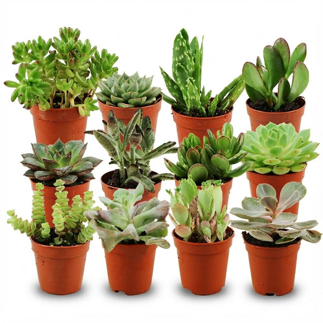 Mini Sukkulenten Mix – 12 Pflanzen – Ø5,5cm – Höhe 5-10cm – Pflegeleichte Zimmerpflanzen – Kleine Sukkulenten für Deko Schalen Fensterbank & Büro