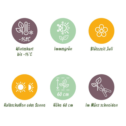 Japansegge – Carex oshimensis Intense Green – Ziergras – 4 Pflanzen – Immergrün – Pflegeleicht – Für Beet & Topf – Ø17 cm – Höhe ca. 50 cm