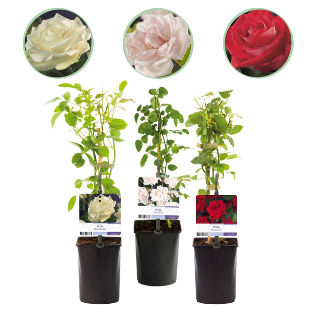 Kletterrose – Rosa Tricolour – Blüte Rosa – Weiß – Rot – 3 Pflanzen – Duftend – Geringer Pflegeaufwand – 11cm – Höhe ca. 40cm